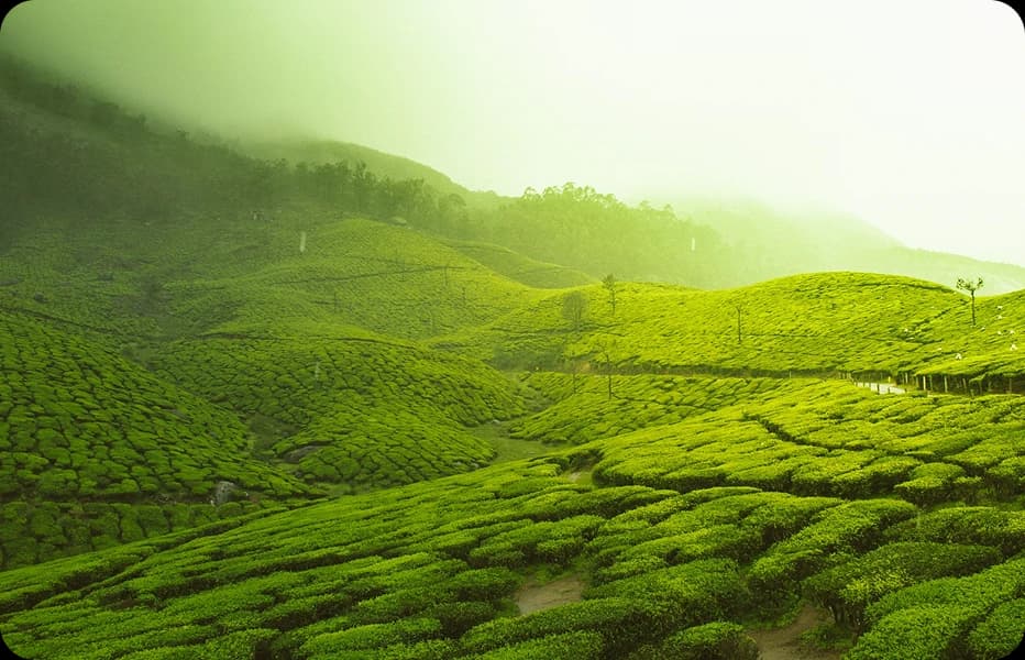 Lush green rolling tea plantation hills covered in mist in Munnar Kerala India